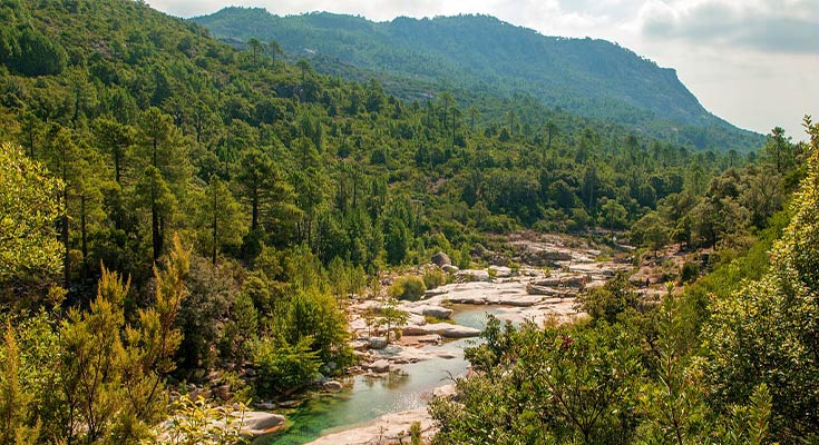 rivière solenzara au milieu d'une forêt verdoyante